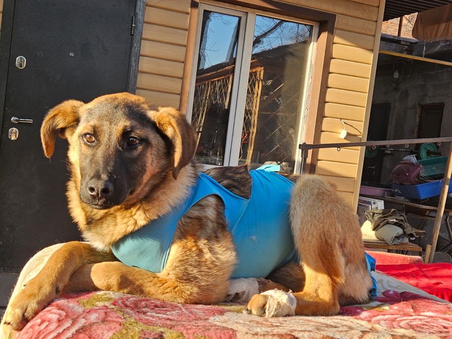 Щенки в добрые руки