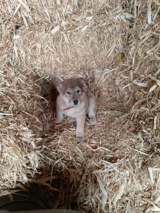 Щенок Алабая обмен на курей