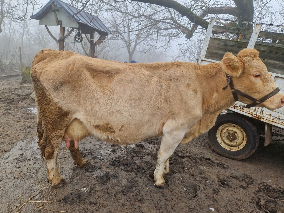 Vand vaca cu vitea cu tot