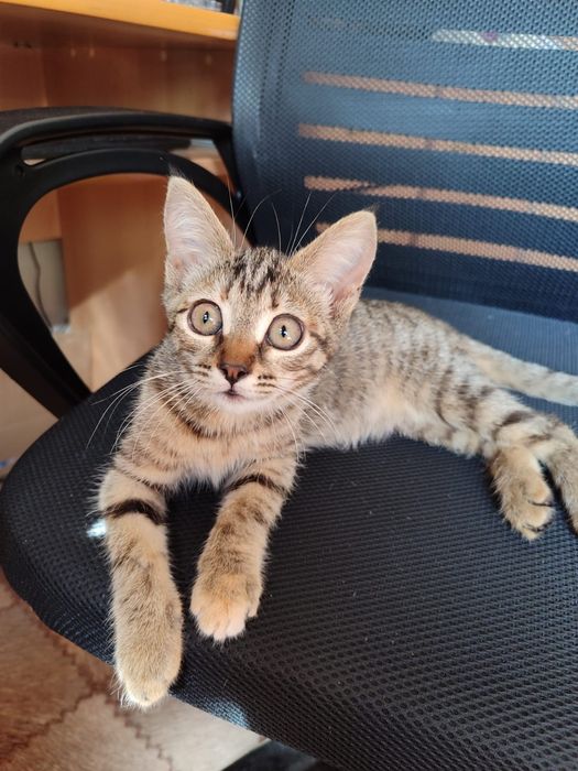 Отдам котенка в хорошие руки