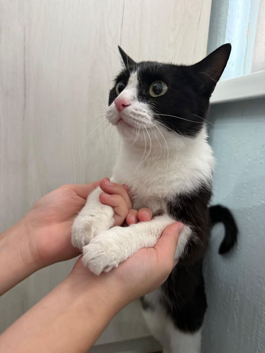 Кошечка в добрые руки отдам