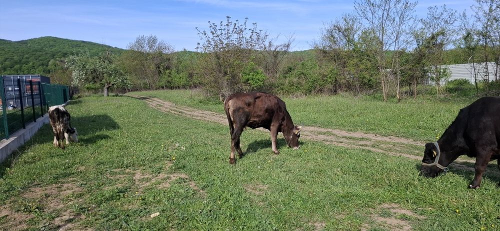 Vaca tanara 3 ani cu lapte