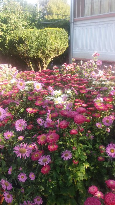 Продава се Къща в с. Бутан, Област Враца - 360 кв.м за 190 €/кв.м - Снимка #23