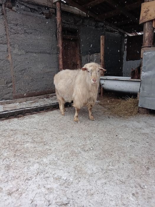 Продам козла зааненский