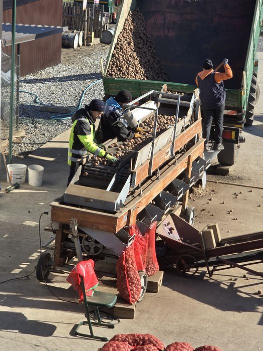Cartofi consum Jelly și Paradiso.