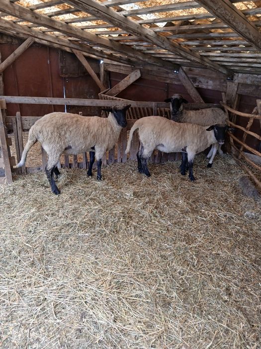 Vand 3 carlani rasa Suffolk