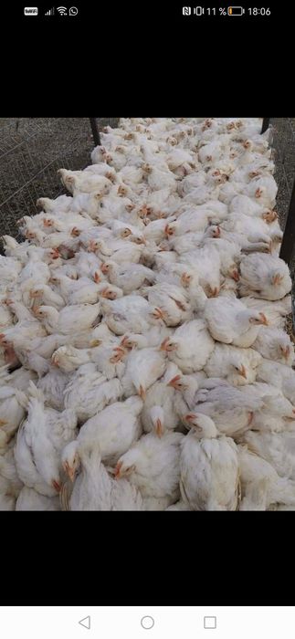 Puii rasa mixta și alb de carne