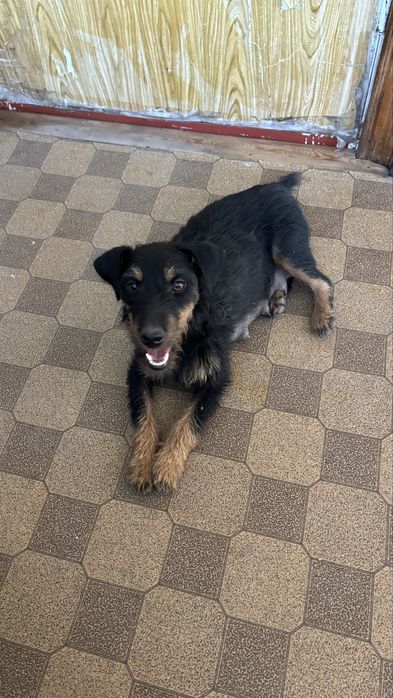 Потерялась собака в районе Иссыка!