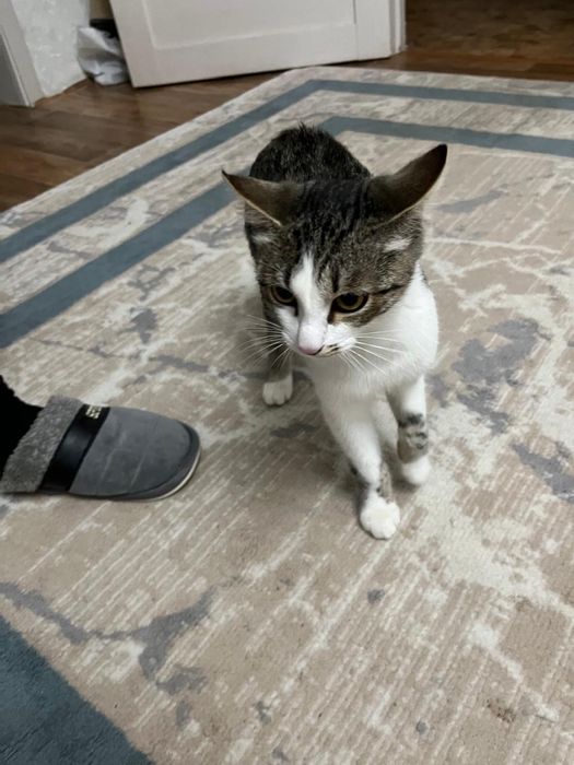 Котенок мальчикк