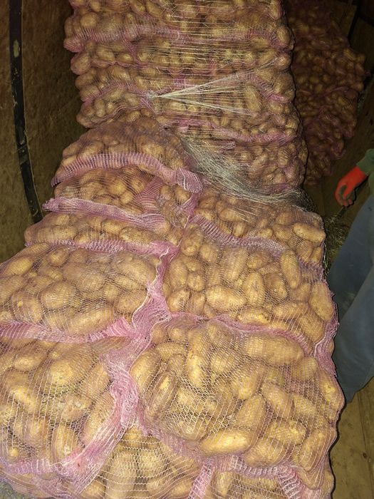 Vând cartof nou de Grecia