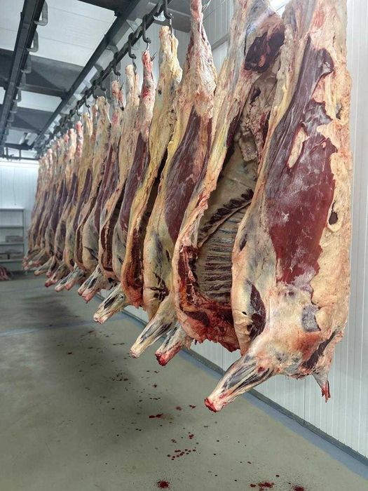 Мясо говядины оптом