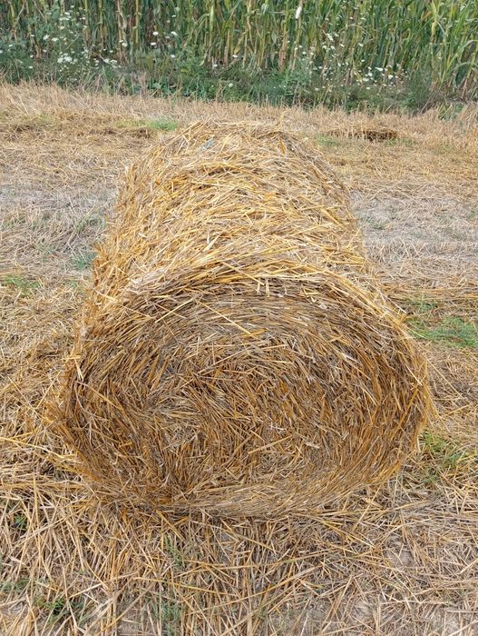 Vând baloți de paie