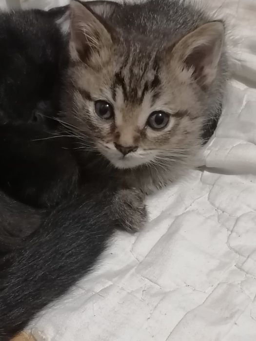 Отдам котят в добрые руки.