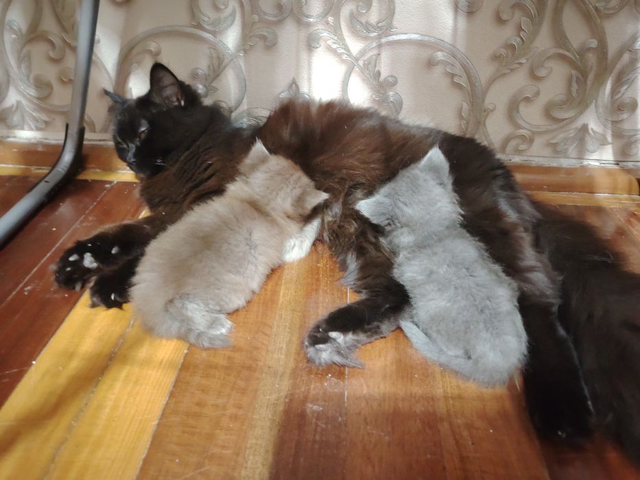 Котята Скотиш Страит,Скотиш Хайлэнд Фолд