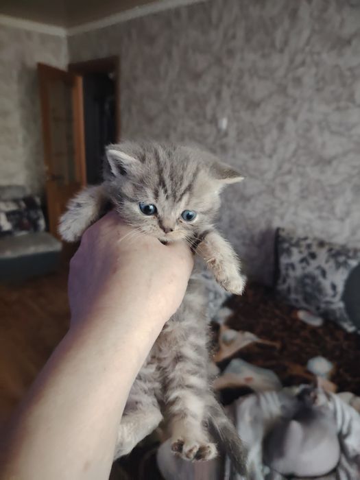 Британская малышка