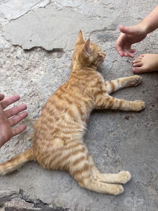 Отдам даром в хорошие руки три котята