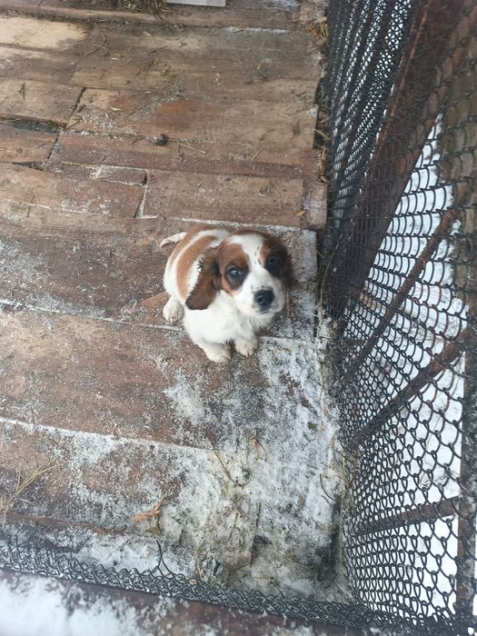 Спаниель күшік сатылады