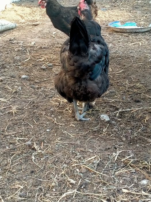 Продам домашних курей и петухов