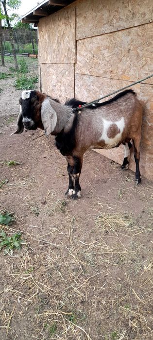 Vânzare țap anglo-nubian