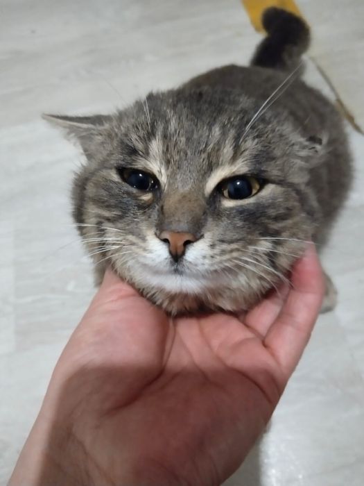 Мысық беріледі тегін