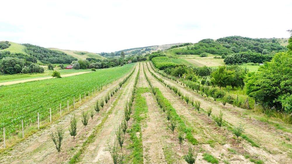 Casa de vanzare in Pleșesti!