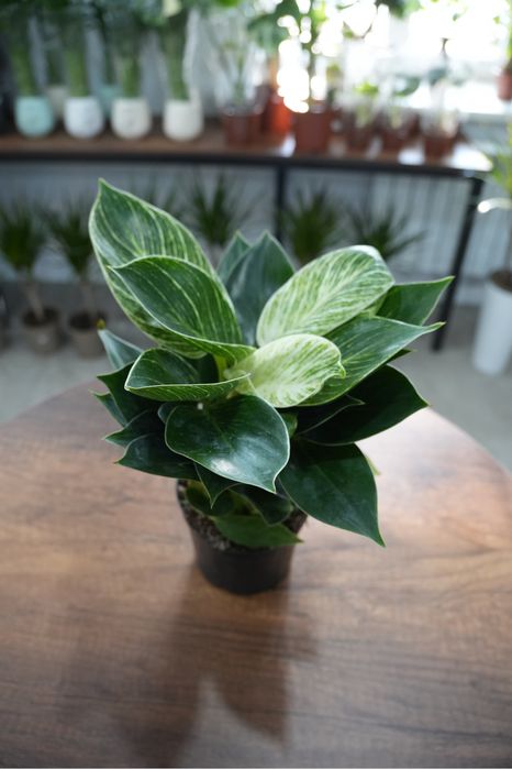 Филодендрон Платинум Даймонд