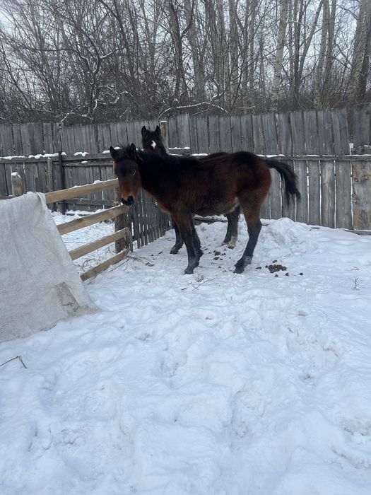 2 еркек жабагы  сатылад