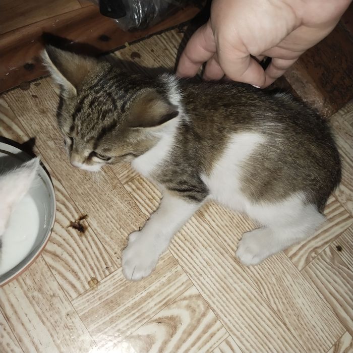 Отдам котенка котик