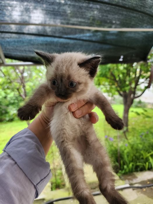 Мысық.котята.5000 тнг