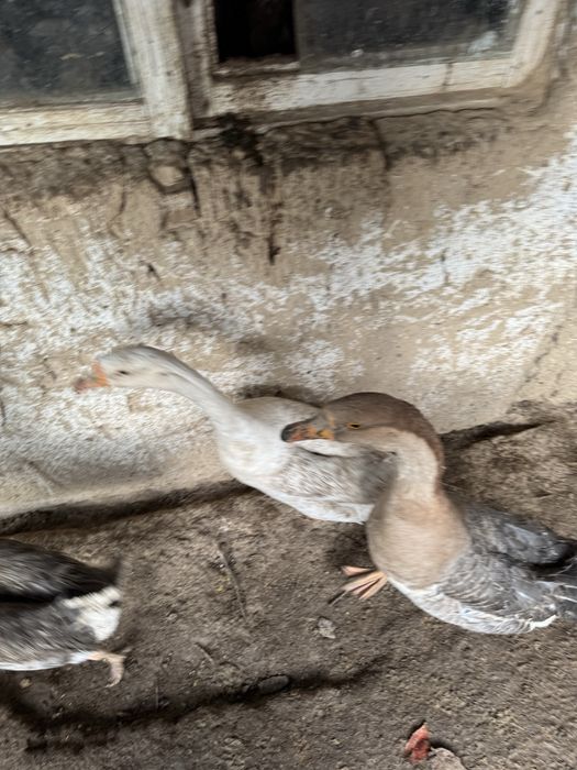 Продаю гусей болша 1 года