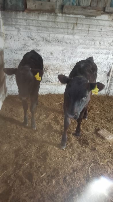 Продам тёлочек 4 месяца