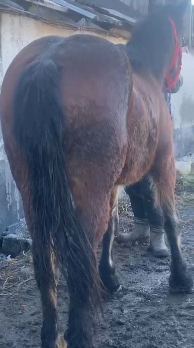 Manză de 3 ani de  vânzare învățată la ham.