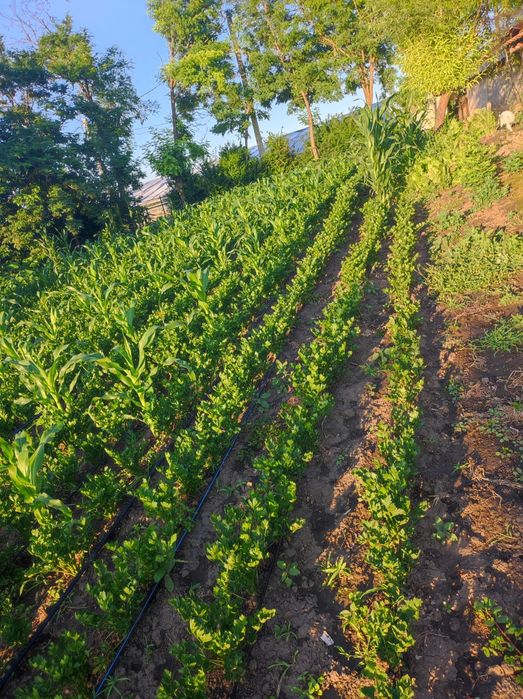 Casă  Matca de vânzare