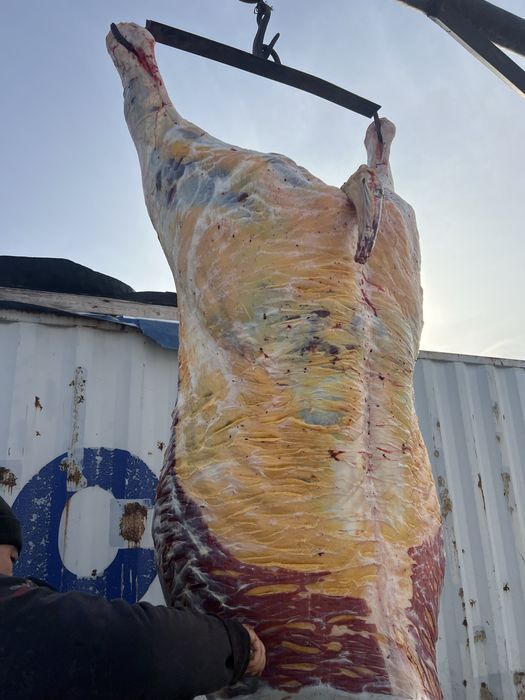 Конина, Жылкы еты