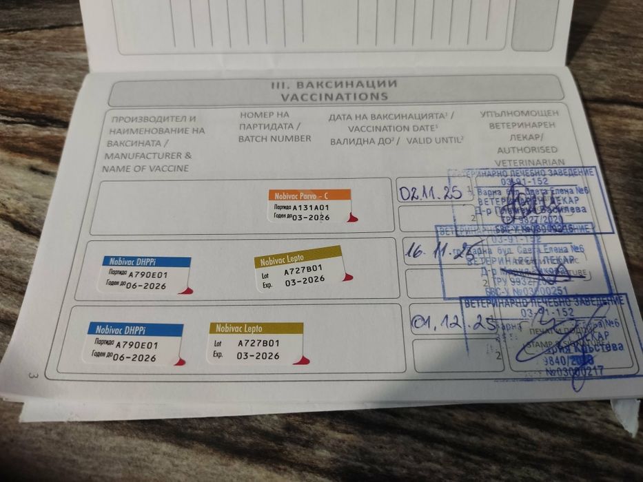 Женски мини чихо пинчер – ваксинирано с паспорт