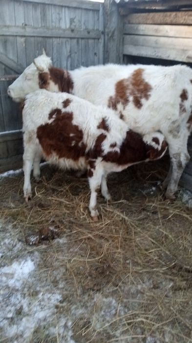 Ұрғашы баспақ сатылады