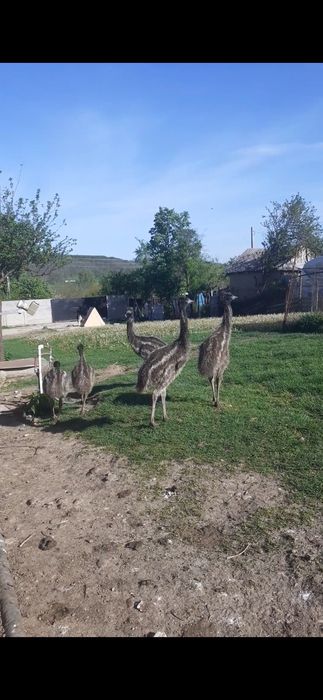 Pui strut emu australian