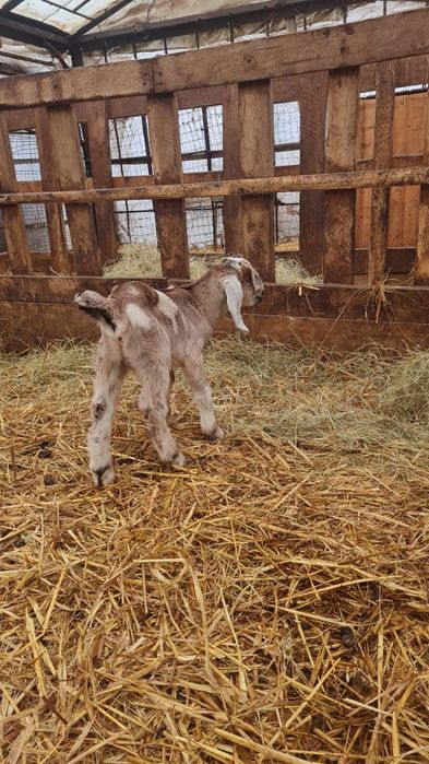 IEZI  ANGLONUBIAN ,metiss saanen cu anglonubian