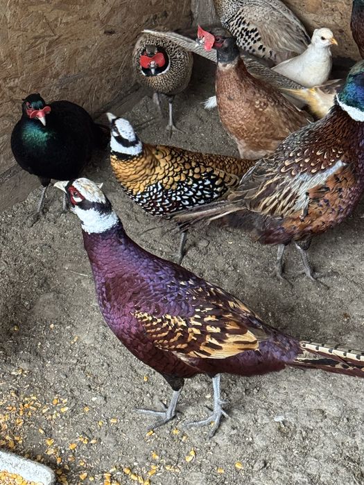 Fazani comuni platină diluată