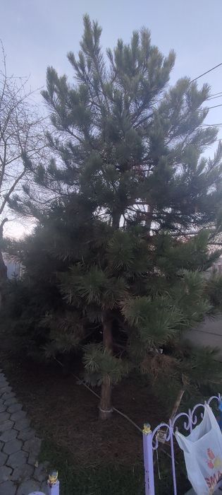 Елка живая 3 шт.