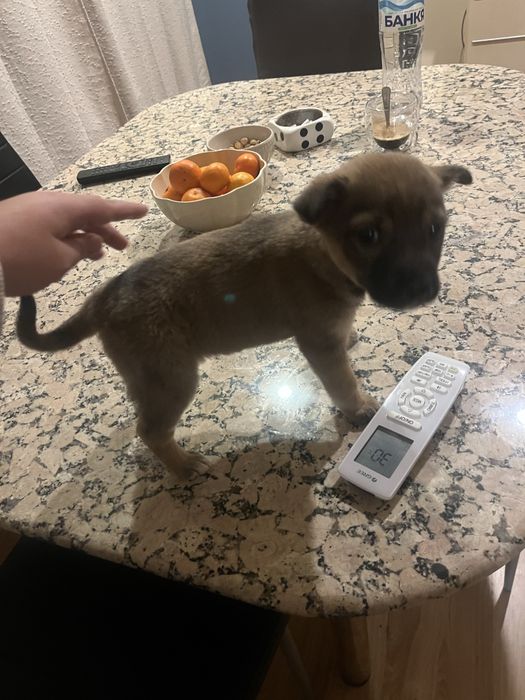 Кученце търси дом