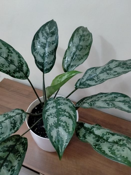 Продам аглаонему