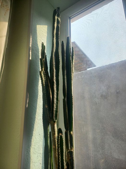 Amadinka qushi qafas gul bonus