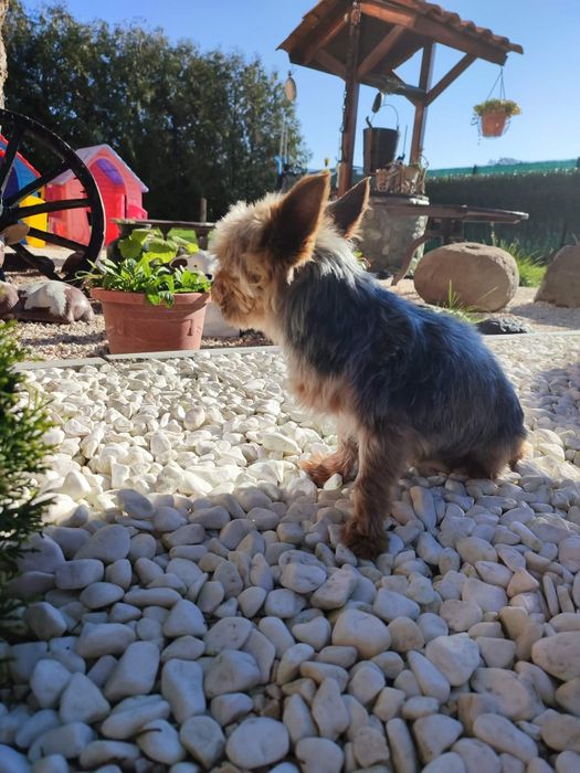 Йоркширски териер мини