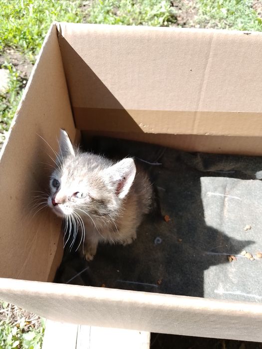 ОтдамКотяТвДобрыеРукиНаЮбиленой