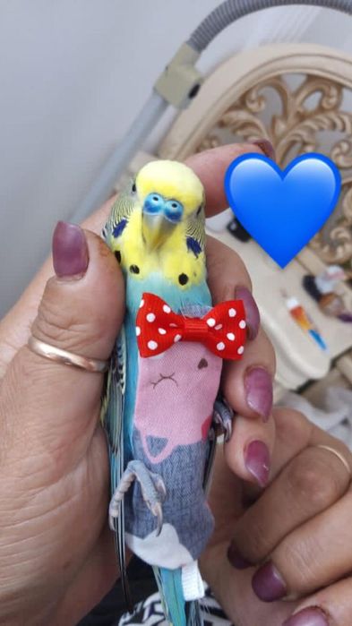 Трусики для попугайчика