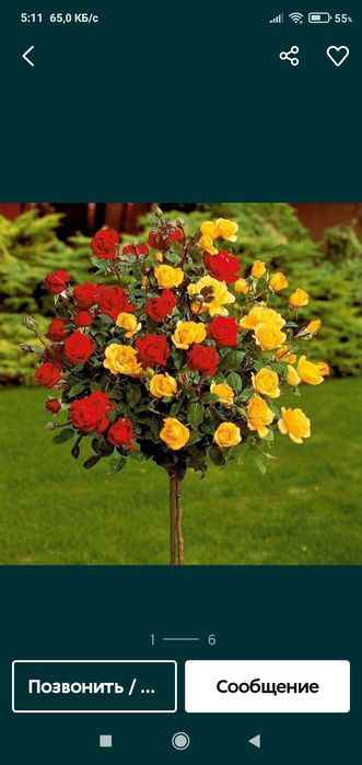 сирень индийский.вющая розаПовлоня..Сирийская роза..штамп .роза ко