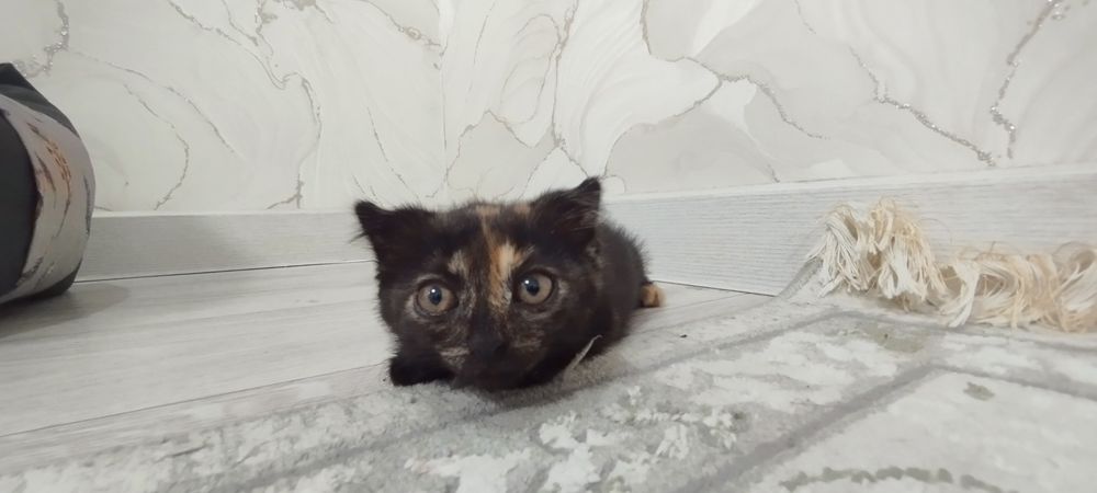 Отдам котенка девочку в добрые руки!