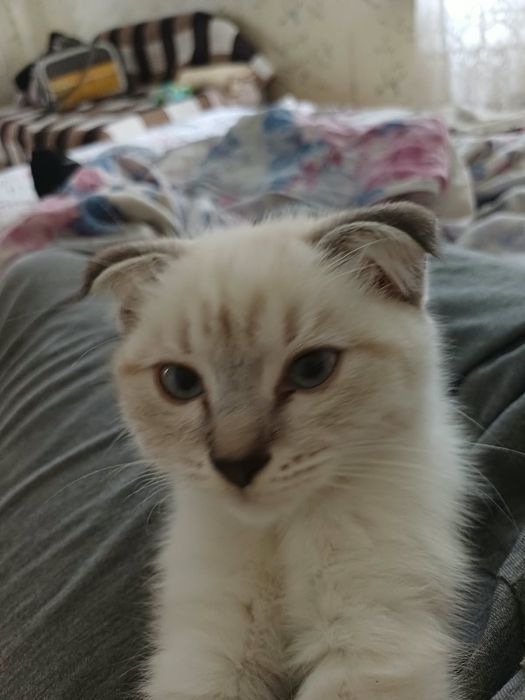 Кошка  вислоухая