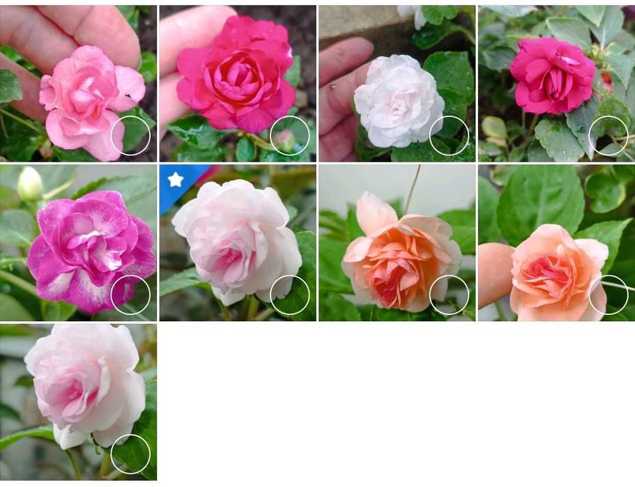 Бальзамины сортовые